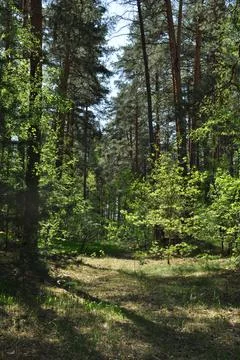 Panoramic view of the spring forest. Stock Photos