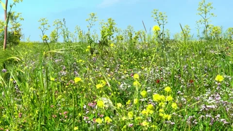 Panoramic view of spring mount Gilboa meadow (Israel). 4K Stock Footage 142513019