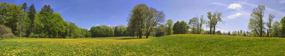 Panoramic view of springtime in the park with dandelion. Stock Photos