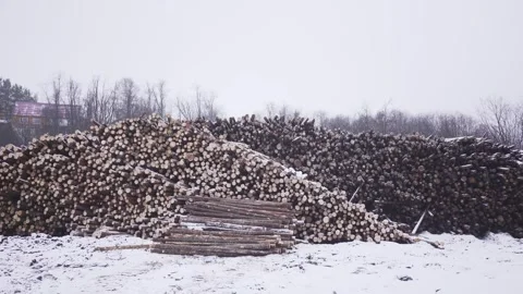 Panoramic view of stack of logs along road at sawmill covered in white snow on Stock Footage 130877625