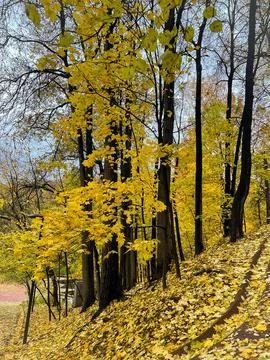 Panoramic view of a steep path in autumn park Stock Photos