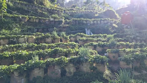 Panoramic View of Step Rice Terraces on Hillside Stock Footage 339620804
