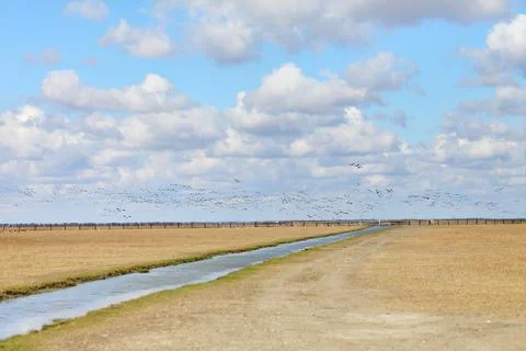 Panoramic view of steppe landscape with flock of flying birds in sky Stock Photos