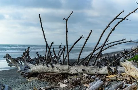 Panoramic view in the summer of the epic ocean shore in the Olympic Nationa.. Фото