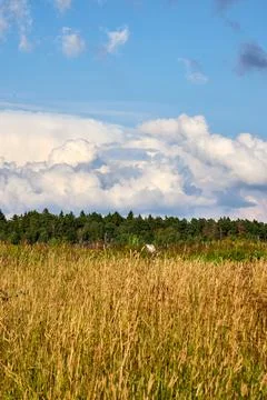 Panoramic view of a summer field with grasses, blue sky with lacy white clouds	 Stock Photos