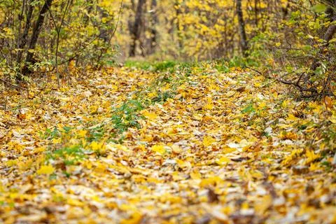 A panoramic view of a sun-dappled forest floor, showcasing a mosaic of fallen Stock Photos
