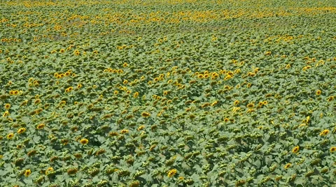 Panoramic view of sunflowers field Stock Footage 64933323