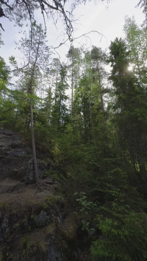 Panoramic View of Sunlit Forest with Dense Trees and Greenery Stock Footage 276888090
