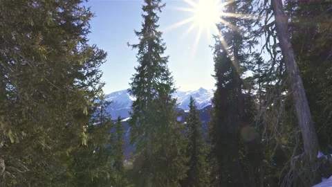 Panoramic View of Sunny Forest Landscape in Winter Alps Mountains Stock Footage 310409864