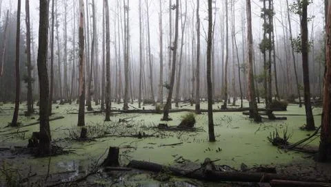Panoramic view of a swamp in the forest Stock Photos
