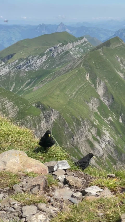 Panoramic view of the Swiss Alps with birds, Switzerland Stock Footage 341952249