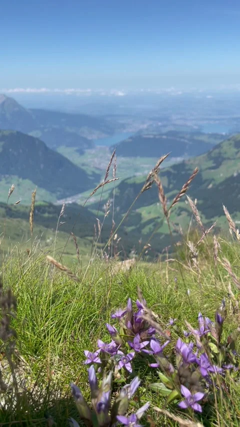 Panoramic view of the Swiss Alps with green mountain ridge, Switzerland Stock Footage 341952240