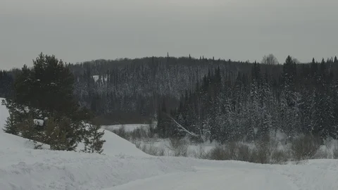 Panoramic view of the taiga forests of pine trees.Siberian taiga.Winter forest 動画素材 115477695