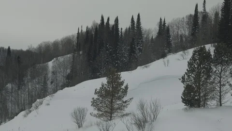 Panoramic view of the taiga forests of pine trees.Siberian taiga.Winter forest 動画素材 115477748