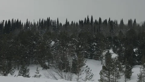 Panoramic view of the taiga forests of pine trees.Siberian taiga.Winter forest 動画素材 115477900