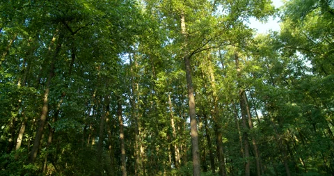 Panoramic View of Tall Forest Trees in Morning Sunlight Stock Footage 203221105