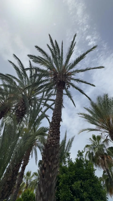 A panoramic view of tall palm trees set against a clear blue sky, capturing t Stock Footage 282799497