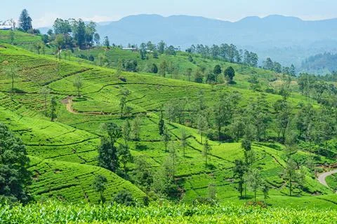 Panoramic view of tea plants and trees on the hills Stock Photos