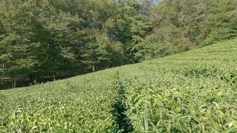 Panoramic view on tea terrace at the hill Stock Footage 140508763