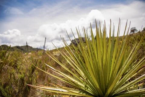 Panoramic view of the Teatinos paramo with a puya plant in the foreground. Ca Foto stock