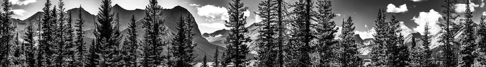 Panoramic view of temperate coniferous forests ecoregion in an Alberta Mountain Stock Photos