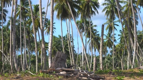 Panoramic view of thick palm grove on the sea shore of a tropical beach. Tall Stock Footage 258475376