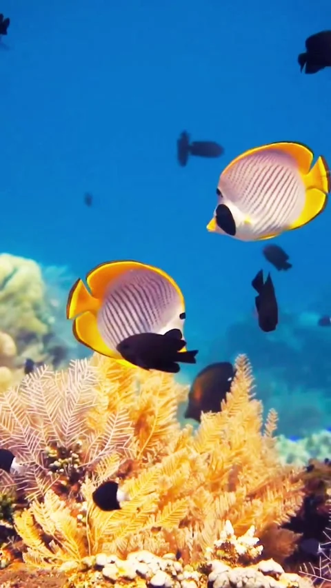 Panoramic View of a Thriving Coral Garden with Diverse Reef Fish Species 库存影片 337014297