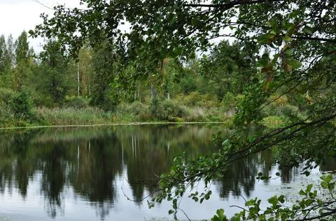 Panoramic view through the branches of a tree to a forest lake. Stock Photos
