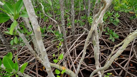 Panoramic View Through Dense Mangrove Forest and Aerial Roots Видео 340265850