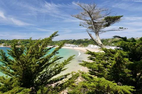 Panoramic view through pine trees of white sand beach 스톡 사진
