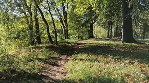 Panoramic view through the willow forest and the lake Stock Footage 141709991