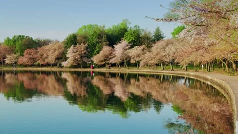 Panoramic View Of Tidal Basin And Cherry Blossom, Washington DC Stock Footage 151892067