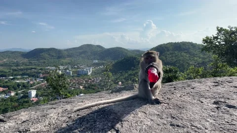 Panoramic view top of hill Hua Hin cit cityscape with monkey drink juice Video stock 195521074