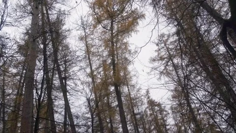 Panoramic view of the tops of coniferous trees in autumn Stock Footage 261950272