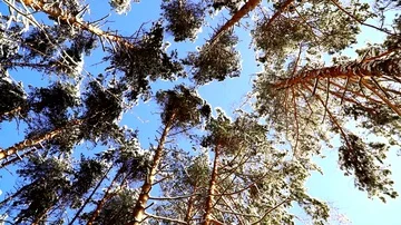 Panoramic view on the tops of snow-covered fir trees in the forest. Video stock 85583173
