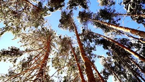 Panoramic view on the tops of snow-covered fir trees in the forest. Stock Footage 85602050