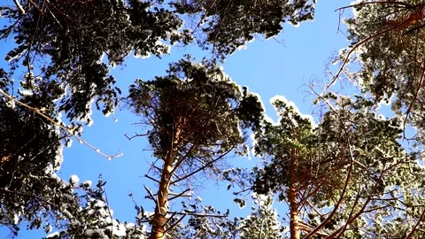 Panoramic view on the tops of snow-covered fir trees in the forest. Stock Footage 85610432