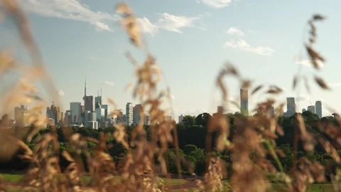 Panoramic view of Toronto skyline with yellow weeds at front during sunset .. Видео 238034136