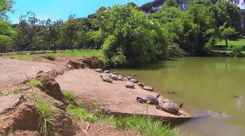 Panoramic view of Tortoise Land Stock Footage 25411814