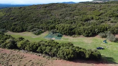 Panoramic view of traditional olive harvest in ancient grove Stock Footage 343994199