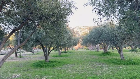 Panoramic view of traditional olive rows of ancient trees stretching across Video stock 334319959