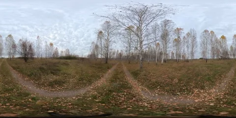 Panoramic view of a tranquil autumn landscape featuring bare trees and fallen Stock Footage 308571542