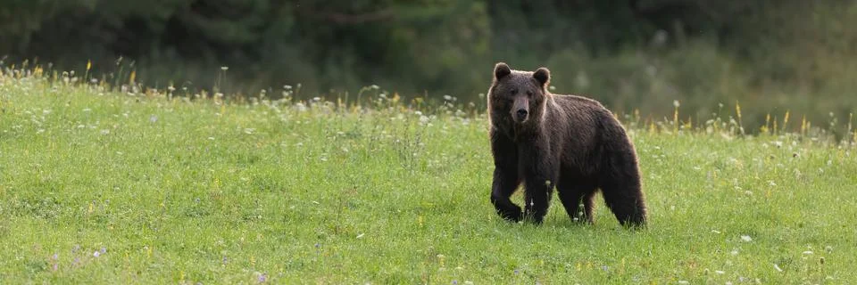 Panoramic view of tranquil brown bear walking on green meadow in summer nature. Stock Photos