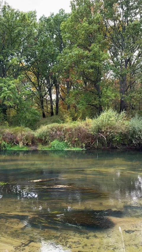 A panoramic view of the tranquil flow of a river with algae and a lush Vidéo 342268729