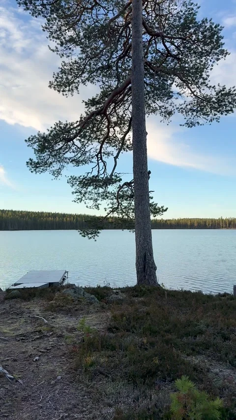 Panoramic View of Tranquil Lake and Forest in Swedish Wilderness Vídeo Stock 340549590