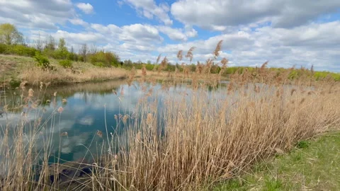 Panoramic view of a tranquil pond surrounded by reeds and spring vegetation Stock Footage 339784404