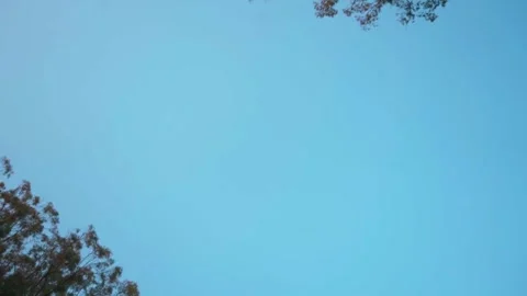 Panoramic view of trees and sky in the city Stock Footage 293416149