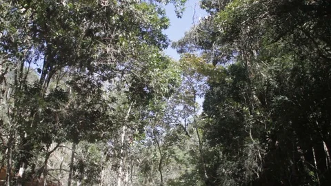 Panoramic view of trees with their leaves moving in the wind 動画素材 104311097