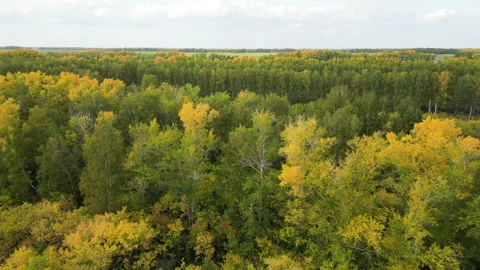 Panoramic view of treetops with yellow and green leaves on autumn day. Flight Stock Footage 254333449