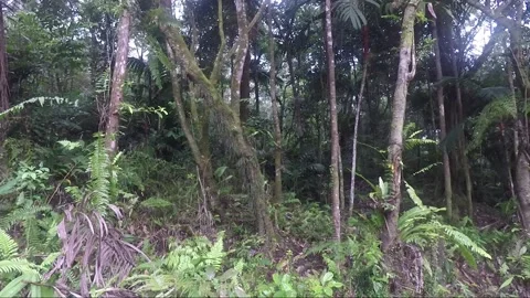 Panoramic view, Tropical rainforest at Mahawu volcano, Sulawesi, Indonesia Stock Footage 183244183